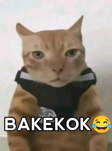 Bakekok - Kucing Meme Cukurukuk