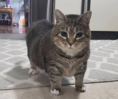 UIIA - Kucing Spinning Cat Meme