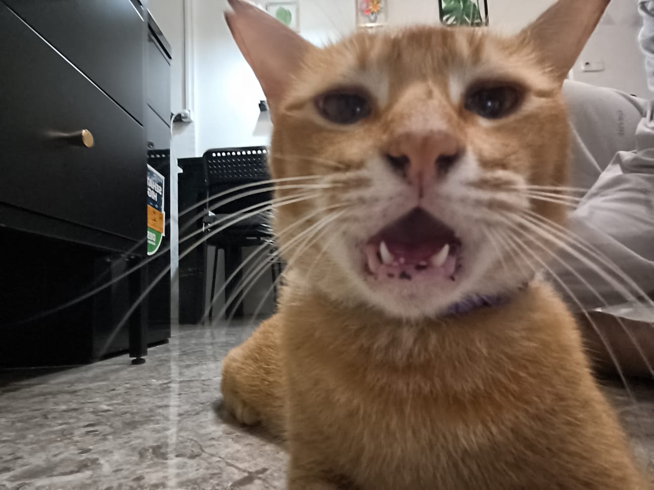 Zuzu - Kucing kesayangan Zuzu Pet House